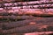 Trunks of birch oak horizontal trunks stained pink sunset design basis logging