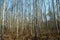 Trunks of birch trees and roots