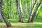 Trunks of birches close-up