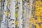 Trunks of birches close up
