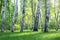 Trunks of birches close-up