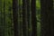 Trunks of chestnut trees in forest with climbers and green background in landscape Extremadura