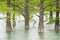 Trunks closeup cypress swamp, growing out of the water of a mountain lake