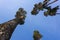 Trunks and crowns of pine trees.