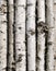 Trunks of dead birch