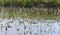 Trunks of dead birches without leaves stand in the swamp