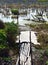 Trunks of dead birches without leaves stand in the swamp with wooden bridge