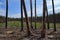 Trunks of dead pine trees.