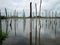 The trunks of dead trees submerged in water.