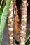 Trunks of Dieffenbachia plant with dried leaf