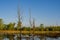 Trunks of dry trees in the river against the background of a molten forest, morning landscape