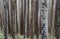 Trunks of Eucalypt Mountain Ash trees