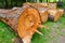 Trunks of felled trees in the forest. Deforestation, destruction of nature.