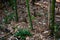 Trunks of green bamboo on a background of soil