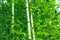 Trunks of green bamboo in dense leaves