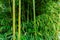 Trunks of green bamboo with long leaves grow from the gray earth