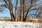 Trunks of a group of deciduous trees, in the spring