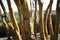 Trunks of a group of green oaks