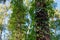 Trunks of high trees entwined with ivy, bottom-up view