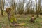 Trunks of just pruned willow trees overgrown with green moss