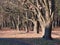 The trunks of mighty oak trees in the park in autumn