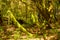 Trunks of moss and lichen like trees in the Garajonay National Park in La Gomera. April 15, 2019. La Gomera, Santa Cruz de