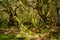 Trunks of moss and lichen like trees in the Garajonay National Park in La Gomera. April 15, 2019. La Gomera, Santa Cruz de