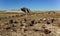 The trunks of petrified trees, multi-colored crystals of minerals. Petrified Forest National Park, Arizona