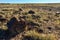 The trunks of petrified trees, multi-colored crystals of minerals. Petrified Forest National Park, Arizona