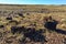 The trunks of petrified trees, multi-colored crystals of minerals. Petrified Forest National Park, Arizona