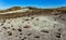 The trunks of petrified trees, multi-colored crystals of minerals. Petrified Forest National Park, Arizona