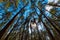 Trunks of pine trees in a dense evergreen forest.