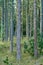 Trunks of pine trees in remote empty forest in the mountain in nature. Secluded woodland filled with big trees for