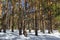 The trunks of pine trees in winter forest. Winter landscape. Trees and white drifts in the forest on a frosty Sunny day