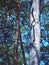 Trunks of pines against the blue sky, spring