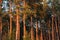 Trunks of the pines in nature forest landscape at sunset. Pine tree mystical woodland Natural color of nature