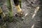 Trunks and roots in the ground on a bed of young bamboo in Sri Lanka in garden of plants and spices