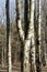 Trunks of Russian birches in a forest park in early spring.