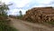 Trunks of sawn trees stored near forest road. Raw wooden material storaged