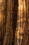 Trunks of Sequoia Trees in a row in the Parker Group