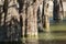 The trunks of swamp cypresses are completely unique in their beauty and texture. A group of cypress Taxodium distichum