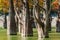 The trunks of swamp cypresses are completely unique in their beauty and texture. A group of cypress Taxodium distichum