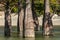 The trunks of swamp cypresses are completely unique in their beauty and texture. A group of cypress Taxodium distichum