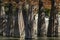 The trunks of swamp cypresses are completely unique in their beauty and texture. A group of cypress Taxodium distichum