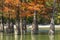 The trunks of swamp cypresses are completely unique in their beauty and texture. A group of cypress Taxodium distichum in a lake