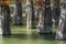 The trunks of swamp cypresses are completely unique in their beauty and texture. A group of cypress Taxodium distichum in a lake i