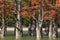 The trunks of swamp cypresses are completely unique in their beauty and texture. A group of cypress Taxodium distichum in a lake i