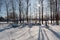 Trunks of tall trees on a winter bright day