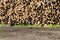 Trunks of trees cut and stacked. Background of woodpile of freshly harvested logs