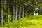 The trunks of trees in a park perspective, depth of field